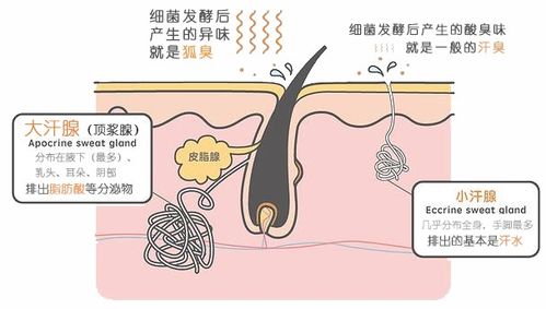 女生的腋毛该不该剃掉